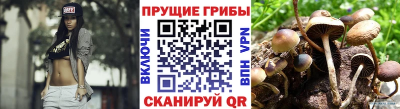кракен ТОР  Кизляр  Псилоцибиновые грибы Magic Shrooms  дарнет шоп 